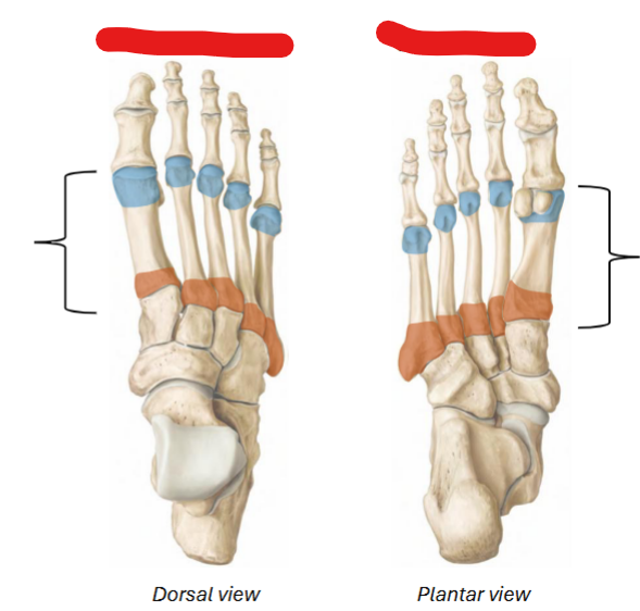 <p>Orange / shaft / blue / # order from medial (big toe) to lateral of <strong>metatarsals</strong></p>