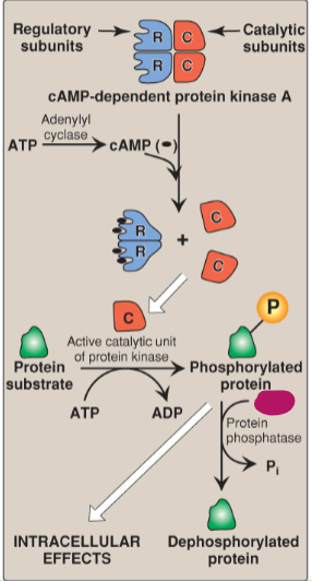 <p>Label the actions of cyclic adenosine monophosphate.</p>