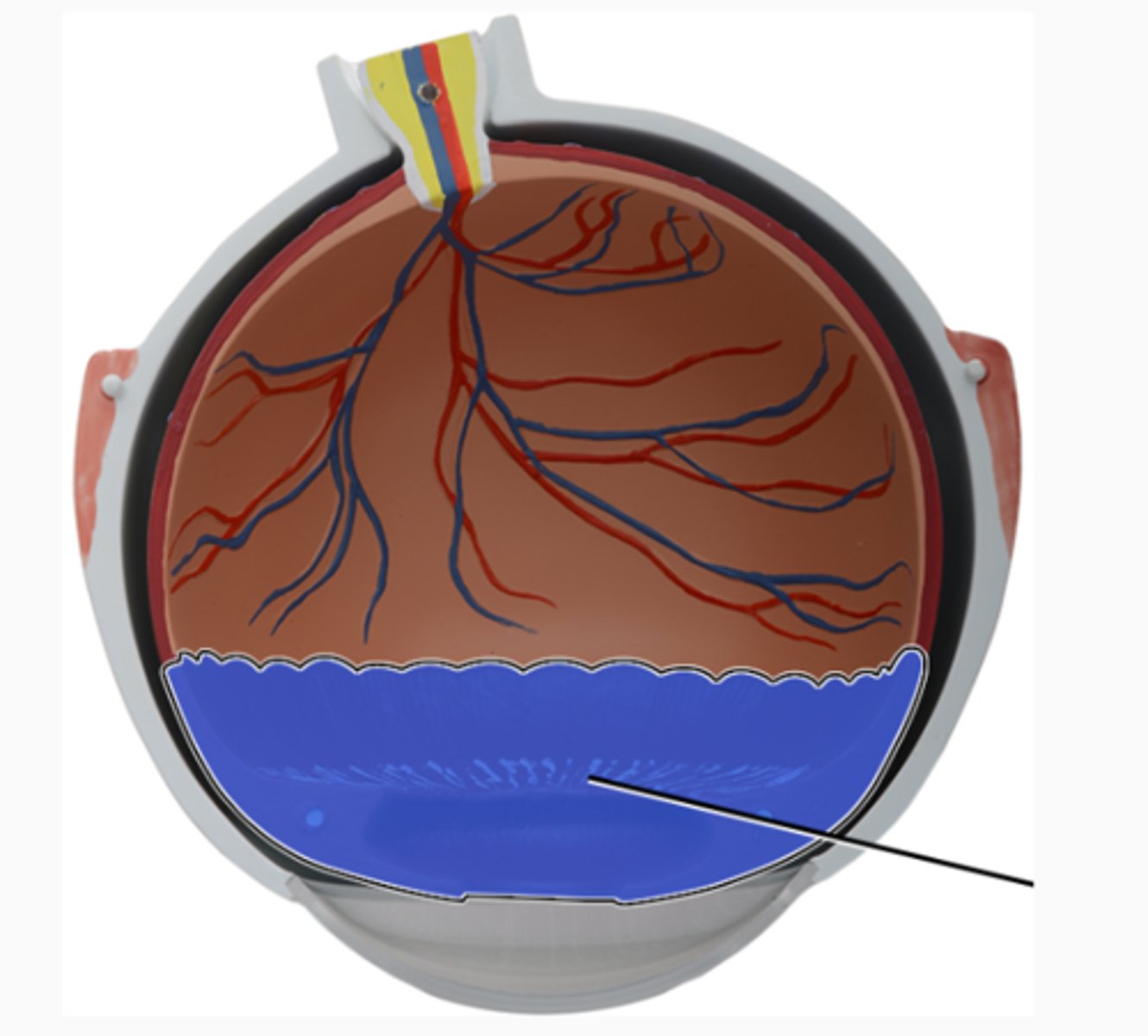 <p>Superior View Deep, Anterior</p>
