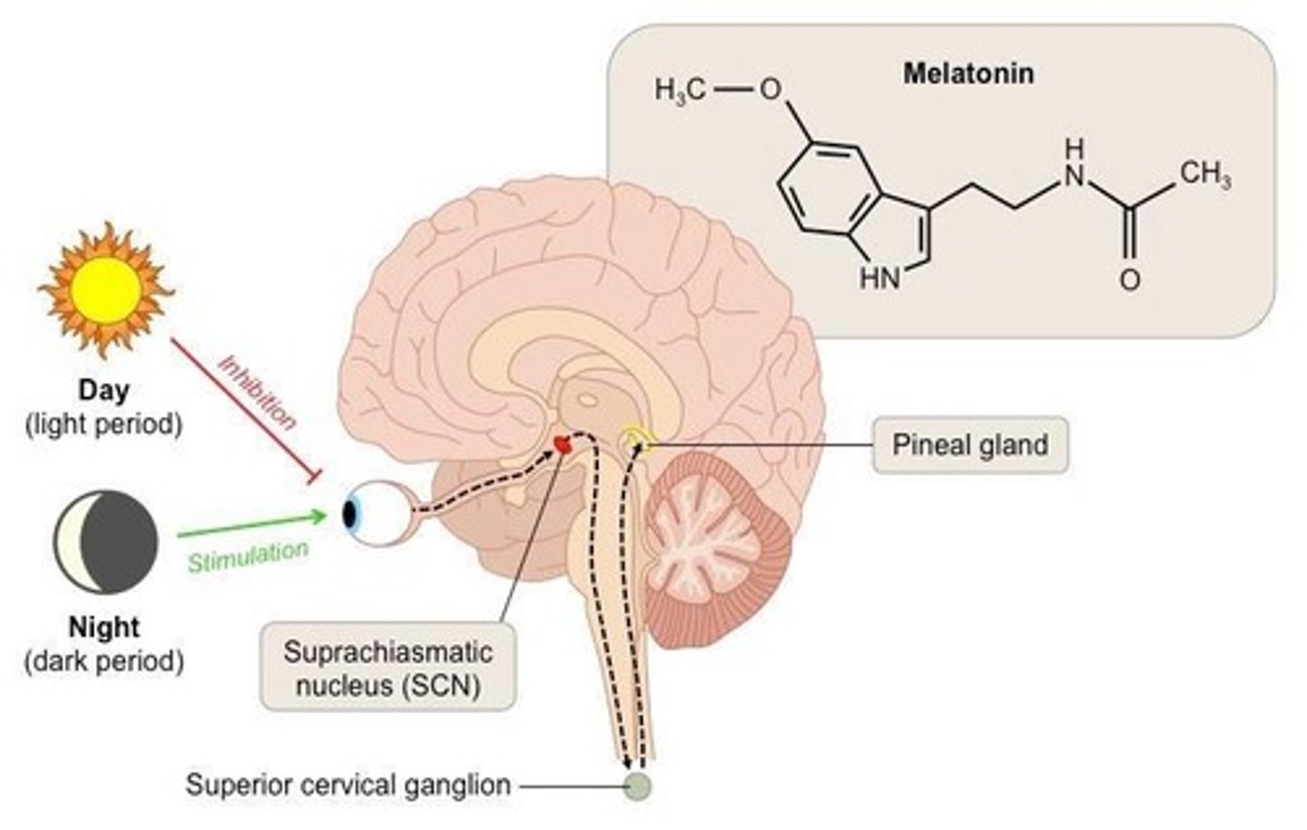 <p>Melatonin release promotes sleep and is regulated by the hypothalamus.</p>