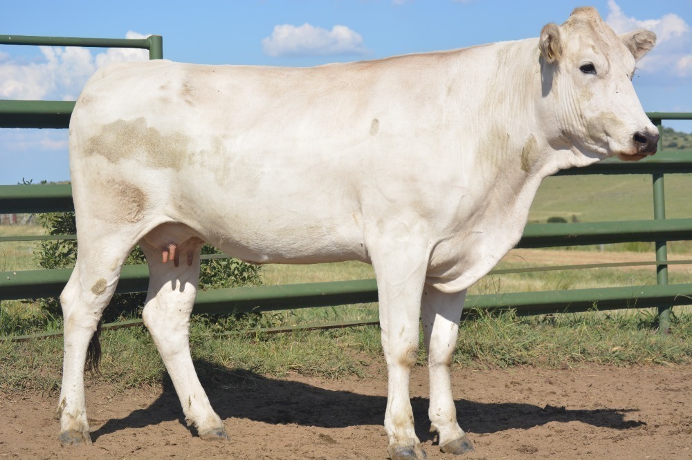 <p>They are quite the largest cattle breed in the world.</p>