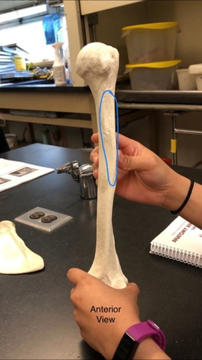 <p>Rough patch; think of deltoid muscle (this points to it)</p>
