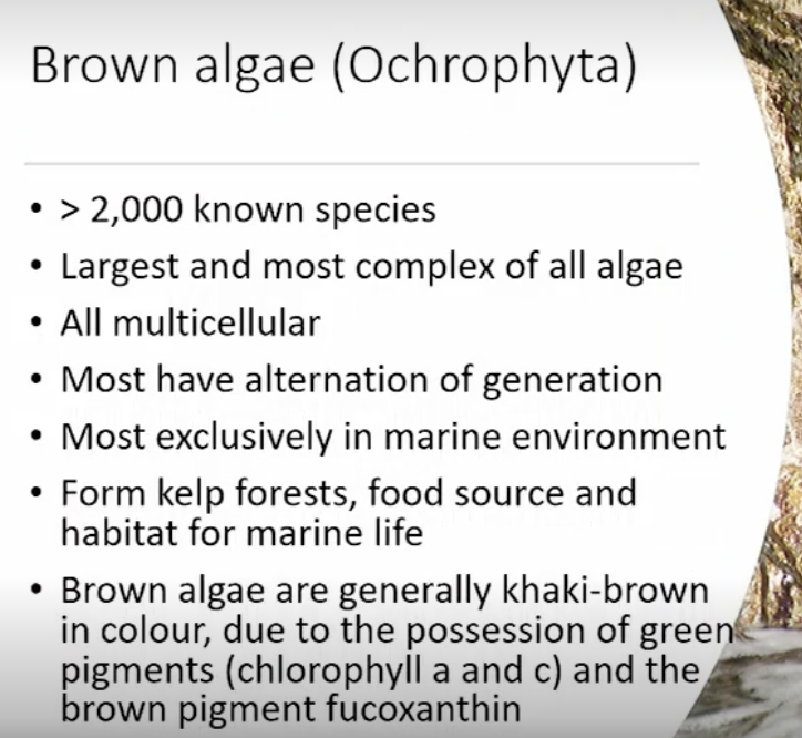<p>What are the most complex form of algea</p>