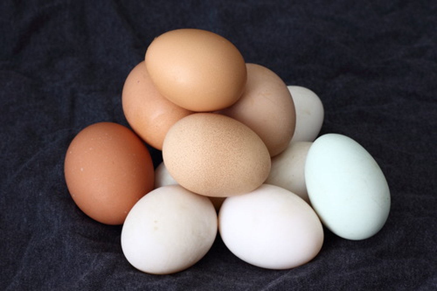<p>egg</p>