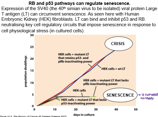 <p>Even if p53 and Rb are inhibited, allowing cells to escape senescence, cancer cells must also overcome <strong>crisis </strong>in order to replicate limitlessly. What is meant by crisis?</p>
