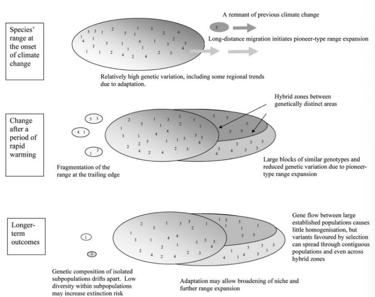 <p><strong><u>Spread of Species in the Warming from the Last Glacial Maximum</u> (</strong><span style="color: rgb(20, 236, 237)"><strong>GRAPH 1</strong></span><strong>)</strong></p><ul><li><p><strong>Different species move in different ways</strong></p></li><li><p><strong>Different species have different <u>dispersal RATES</u></strong></p><ul><li><p>Birds/fish: Quickly | Oak trees: Slowly</p></li></ul></li></ul><p></p><p><strong><u>Refugial Centers</u></strong></p><ul><li><p>Areas where species persist during unfavorable climate conditions such as ice ages or extreme warming periods, and from which can later recolonize surrounding areas when conditions improve</p></li></ul><p>Kinda like <span style="color: green"><strong>SAFE ZONES</strong></span> that protect species from extinction during climate change</p><p></p><p><strong><u>Genetic Suture Zones</u></strong></p><ul><li><p><strong>Genetic suture zones</strong> are regions where <strong>genetically DISTINCT populations</strong> of a species <strong>meet and INTERBREED </strong>after having been separated in different refugia during past climatic events</p></li></ul><p></p><p>THREE PATTERNS dominate spread from refugial centers in Southern Europe</p><ul><li><p>These are characterized by the grasshopper, the hedgehog and the bear (top row).</p></li><li><p>The grasshopper has genetic suture zones in the Pyrenees and Alps.</p></li><li><p>Suture zones for the hedgehog are in Central Europe and for the bear in Scandinavia.</p></li><li><p>The BOTTOM row illustrates that other species group into these same patterns, for instance the genetic patterns of alder are similar to the grasshopper, oak is similar to hedgehog, and shrew similar to bear.</p></li><li><p>Life history and climatic tolerance similarities may drive these parallels.</p></li></ul><p>****************************************************************************</p><p><strong><u>Genetic Signatures of Leading and Trailing Edges </u>(</strong><span style="color: rgb(8, 240, 236)"><strong>GRAPH 2</strong></span><strong>)</strong></p><p></p><p><strong><u>At The Onset of Climate Change</u> (TOP)</strong></p><ul><li><p>Climate change causes <strong><u>movement </u></strong>in a species’ range</p><ul><li><p>Relatively high genetic variation, including some regional trends due to adaptation</p></li></ul></li><li><p>Long-distance migration initiates PIONEER-type range expansion</p></li><li><p>Remnant of previous climate change also moves forward a little bit</p><p></p></li></ul><p><strong><u>Change After Period of Rapid Warming</u> (MIDDLE)</strong></p><ul><li><p>With <strong><u>fragmentation</u></strong> of the range at the trailing edge and <strong><u>expansion </u></strong>at the leading edge forming <strong>HYBRID ZONES </strong>between genetically distinct areas</p><ul><li><p>At tail end, or trailing end of genetic range you have “fragmentation”/isolation from main range; pockets of former population that stay behind.</p></li></ul></li></ul><p>Ultimately resulting in large blocks of similar genotypes and reduced genetic variation due to pioneer-type range expansion</p><p></p><p><strong><u>Long-Term Outcomes </u>(BOTTOM)</strong></p><ul><li><p>Eventually, trailing edge fragments disappear and genotypes at the leading edge mix.</p></li><li><p>Fragmentations of trailing edge begin to isolate and drift apart. </p><ul><li><p>Low diversity within these subpopulations increases EXTINCTION risk.</p></li></ul></li><li><p>Adaptation may allow BROADENING of niche and further range expansion</p></li><li><p>Gene flow between large established populations causes LITTLE homogenization, but variants FAVORED by SELECTION can spread through populations and even across hybrid zones</p></li></ul><p></p><p><strong><u>Overall Takeaways</u></strong></p><ul><li><p>5 different genotypes are illustrated, each number represents a gene pool (1, 2, 3, 4, 5)</p></li><li><p>Each big circle is a species “RANGE”</p></li><li><p>The genetic make up within a species range is NOT homogenous (there is diversity)</p></li></ul><p></p><p><strong><u>What leads to some of these population declines</u></strong></p><ul><li><p><strong><u>Genetic LOSS </u></strong>occurs at the LEADING EDGE as a few genotypes colonize newly suitable climate, begin to HOMOGENIZE.</p></li><li><p><strong><u>Genetic RETENTION </u></strong>is greater in the trailing edge, but is gradually eroded by fragmentation and declining climatic suitability</p></li><li><p>As species expand towards right (a remnant of previous climate change; long distance migration)</p></li></ul><p></p><p>Eventually as the population begins to catch up with the lead population you’ll see more intermixing, populational diversity, and the fragmented left-behinders will probably decrease in number/die out</p><ul><li><p>Back to how it was before climate change induced range shift</p></li></ul><p></p><p>In <span style="color: blue"><strong>ocean </strong></span>the migration/range-expansion is much more CLEAN, on <span style="color: yellow"><strong>land </strong></span>you have pockets which are SEPARATED from main group</p>