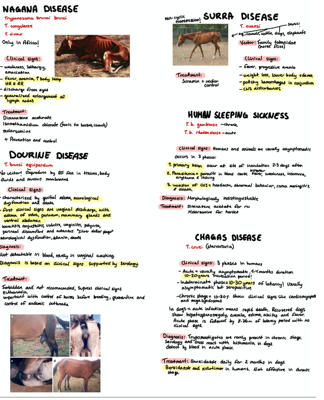 <p><span><span>2. Trypanosmosis in animals</span></span></p>