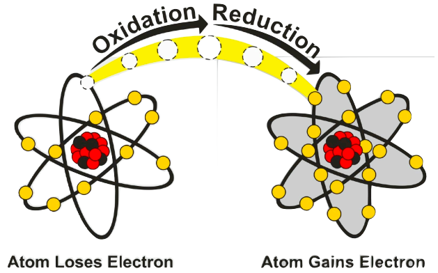 <p>electrons move from the substance being oxidized to the substance being reduced</p>