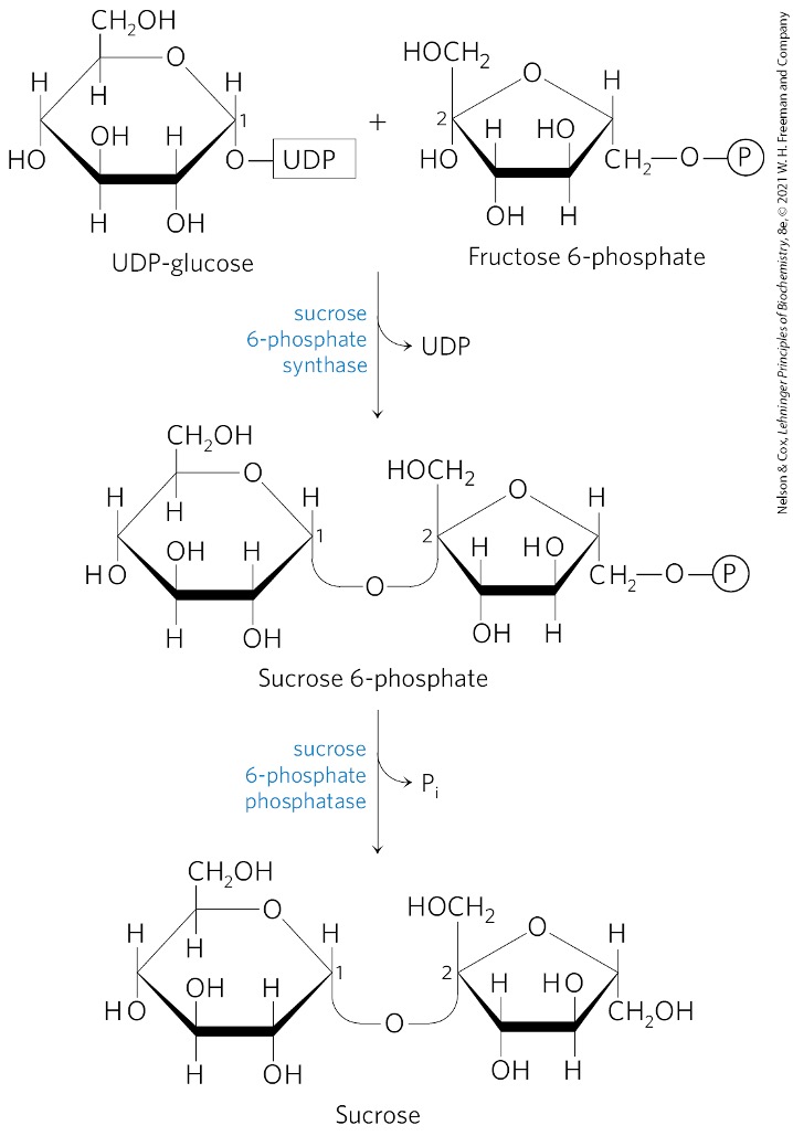 <ul><li><p>hydrolyzed to fructose 6-phosphate </p></li><li><p>via fructose 1,6-bisphosphatase </p></li></ul><p></p>