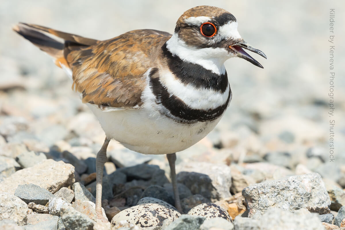 <p>What bird is this?</p>