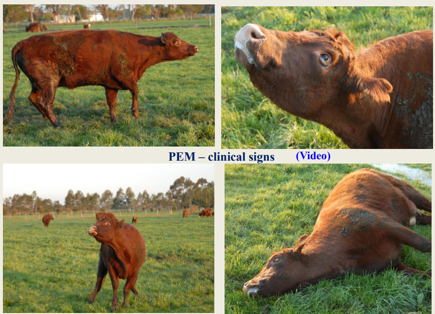 <p>High head carriage and cattle may stagger</p><p>Eventually recumbent, combined with opisthotonos &amp; extensor rigidit</p><p><strong>Rumen function is maintained → important diagnostic sign </strong></p><p>Fine muscle tremors, becoming more severe, then seizures &amp; convulsions develop</p><ul><li><p>W/O TX → convulsing → collapse → death</p></li></ul><p></p>