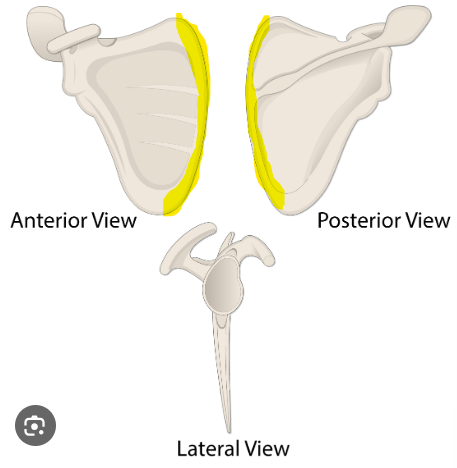 knowt flashcard image