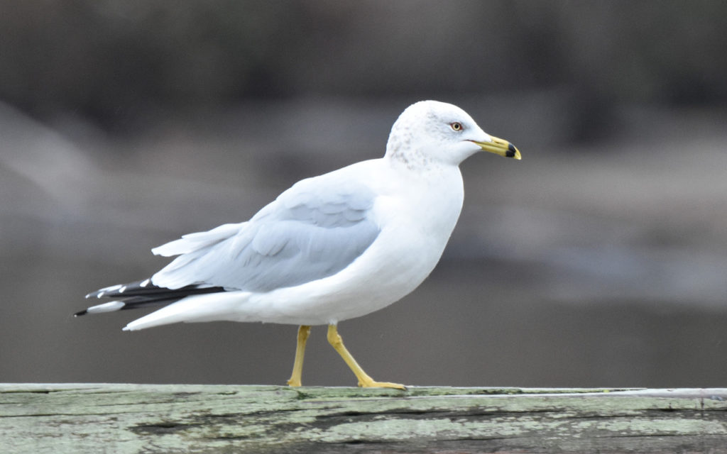 <p>Pale gull with black ring on yellow bill.</p>