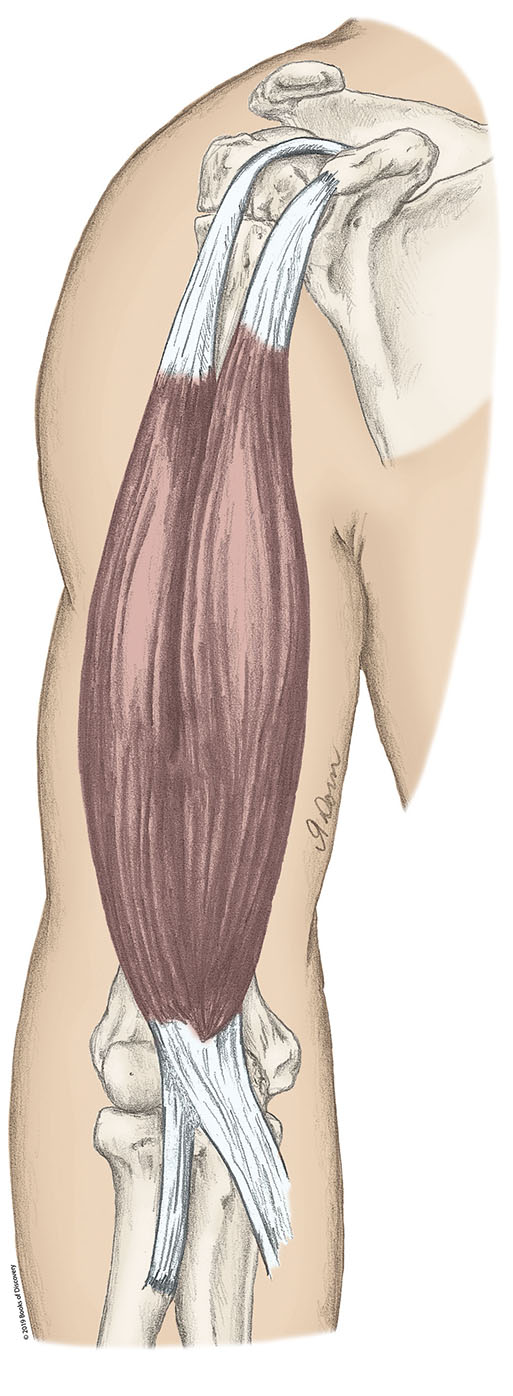 <p>Biceps brachii Short Head </p>