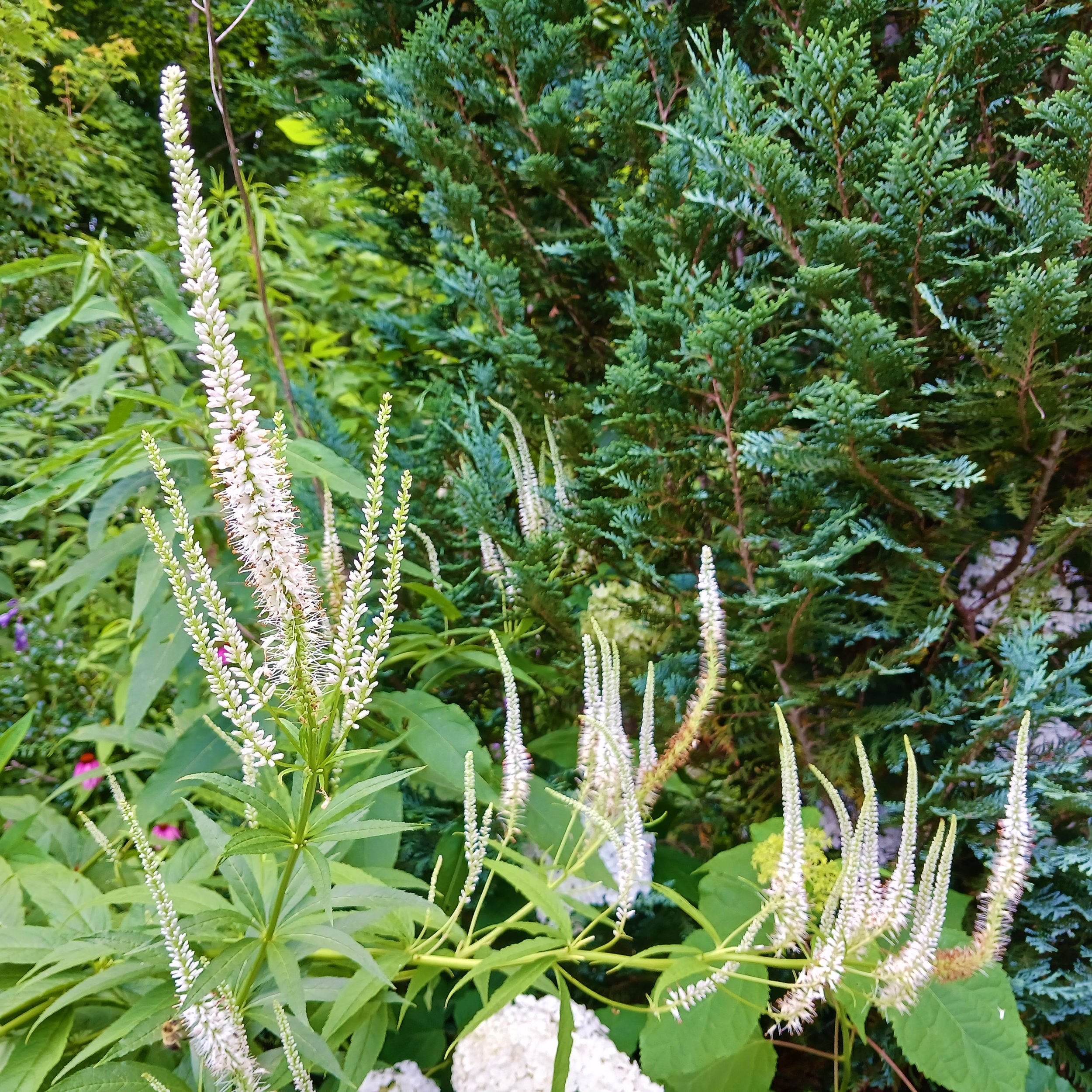 <p>dried seed pods in spikes, floppy in habit, candelabra inflorescence, lanceolate leaves in whorls, sharply serrated leaves</p>