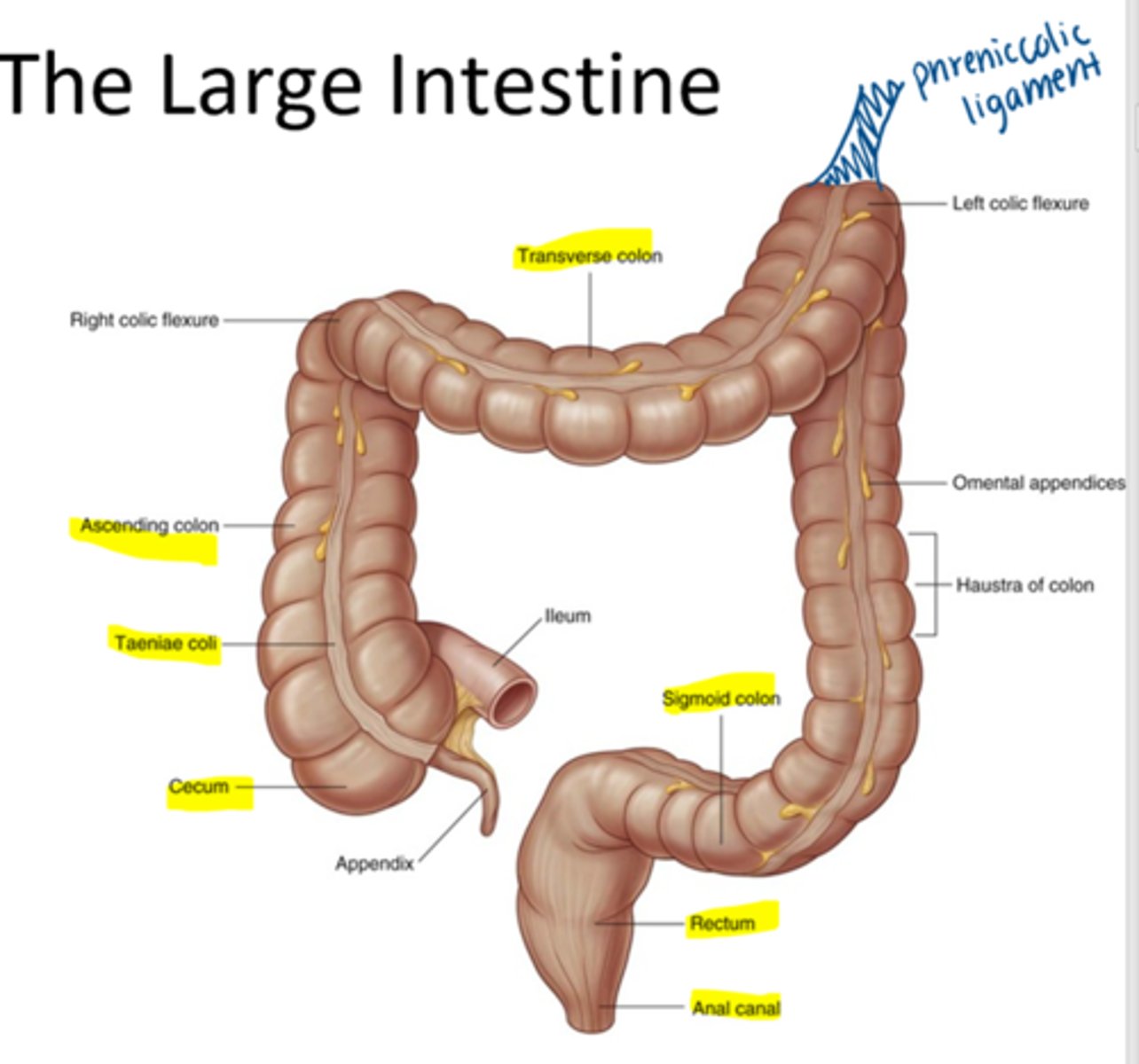 <p>intraperitoneal</p>
