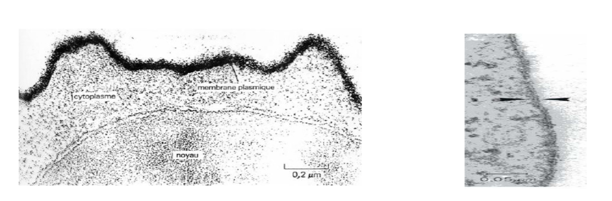 <p><span>Au microscope électronique, on arrive à distinguer : </span></p><ul><li><p><span>une structure à aspect trilamellaire&nbsp; :&nbsp;</span><span style="color: yellow"> 2 feuillets sombres</span><span> séparés (nature </span><span style="color: yellow">protéique</span><span>)  par </span><span style="color: green">1 feuillet claire</span><span> (nature </span><span style="color: green">lipidique</span><span> ) (</span><span style="color: #000000"> grâce au colorant tétroxyle d osmiem qui se fixe sur le phosphocaline</span><span> ) </span></p></li><li><p><span>Epaisseur&nbsp; mince&nbsp; </span><span style="color: yellow">6 à 12nm</span></p></li><li><p><span>&nbsp;la même structure dans les membranes internes (mitochondrie, réticulum endoplasmique…), d'où la notion de «</span><span style="color: #45cbe5"> membrane unitaire </span><span>».</span></p></li><li><p><span>&nbsp;composée de</span><span style="color: red"> 2 hémimembranes</span><span> dans lesquelles sont insérées des particules qui ont une répartition et une densité différente = </span><span style="color: #e87731">Asymétrie de la membrane plasmique</span></p></li></ul><p></p>