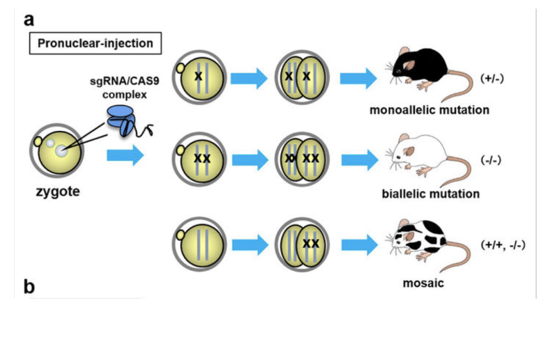 <p>various genotypic</p><p>Controls, controls, controls...</p><ul><li><p>Potential problems:</p><ul><li><p>Mosaicism in founder</p></li><li><p>Off-target effects</p></li><li><p>Upregulation of homologous (unmodified) genes</p></li><li><p>Potential reactivation of gene product via use of alternative start, splicing out of premature stop etc.</p></li><li><p>Suppressor mutation in a second gene</p></li></ul></li></ul>