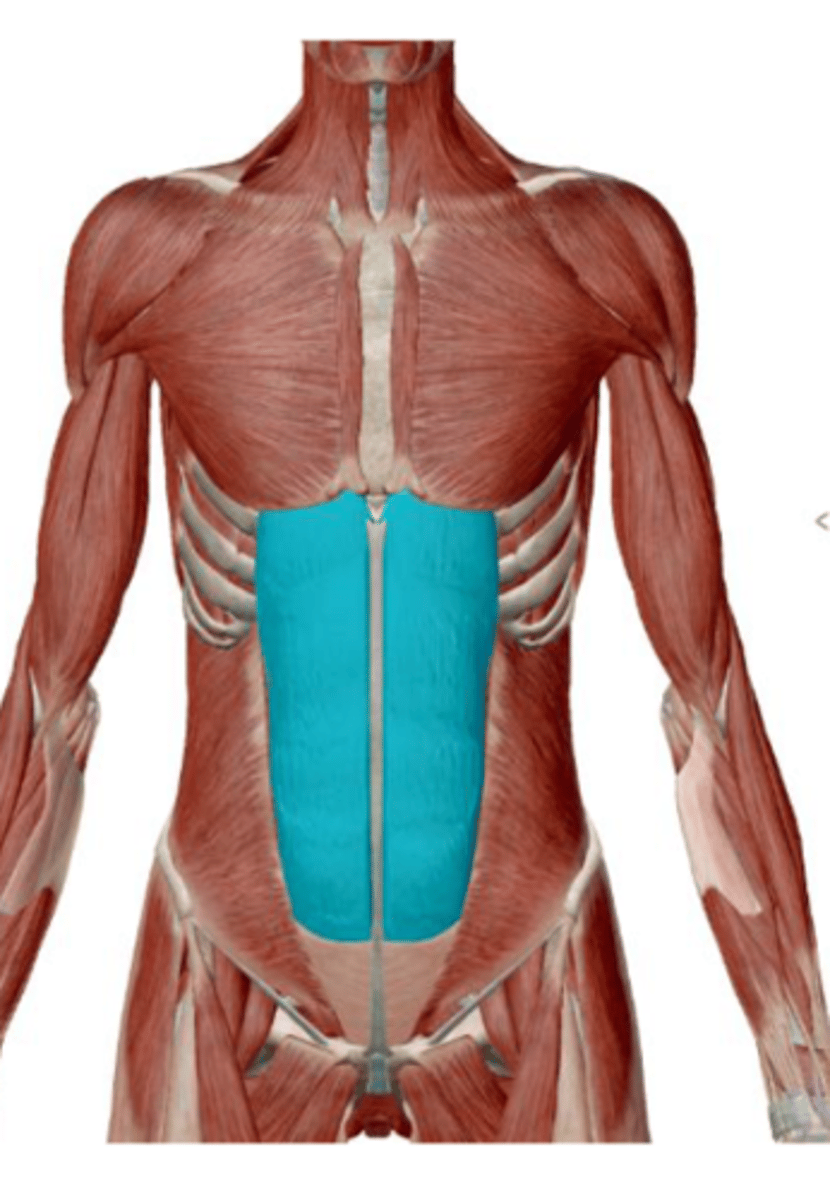 <p>compress abdomen</p>