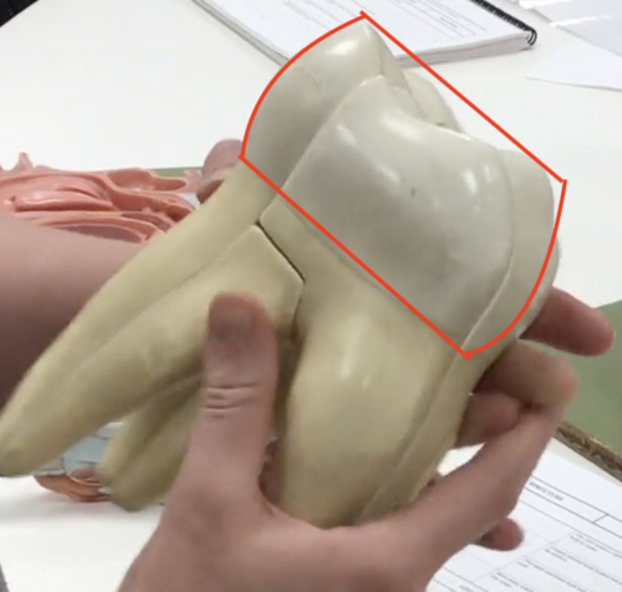 knowt flashcard image