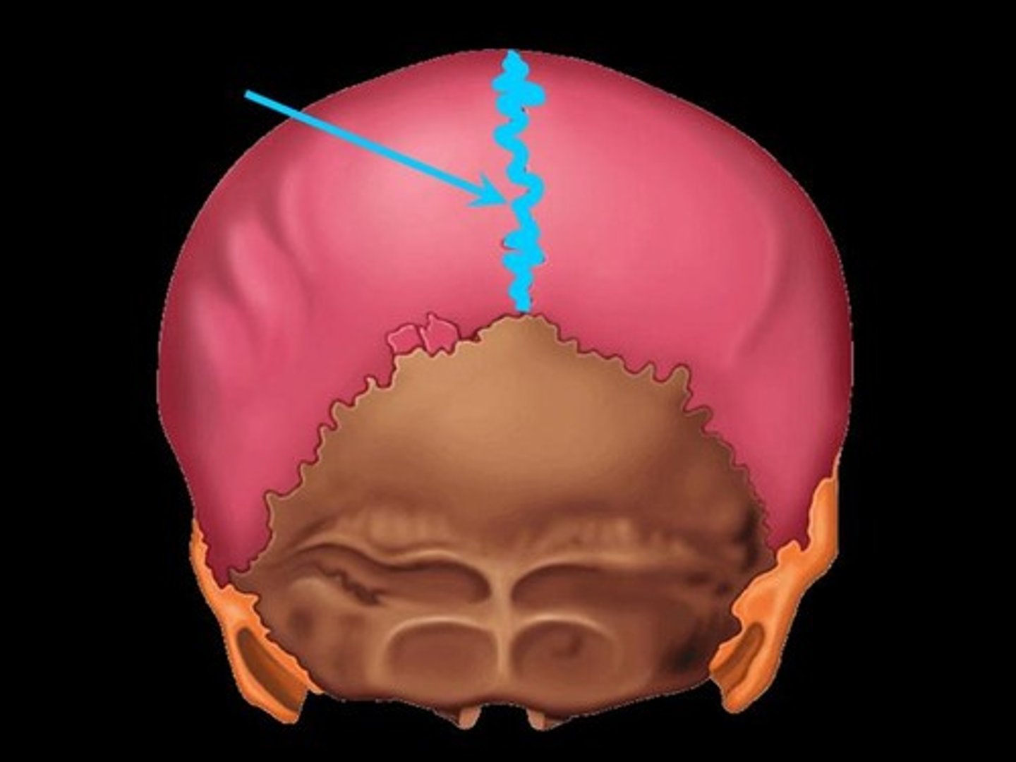 <p>Name the suture.<br><br>This suture connects?</p>