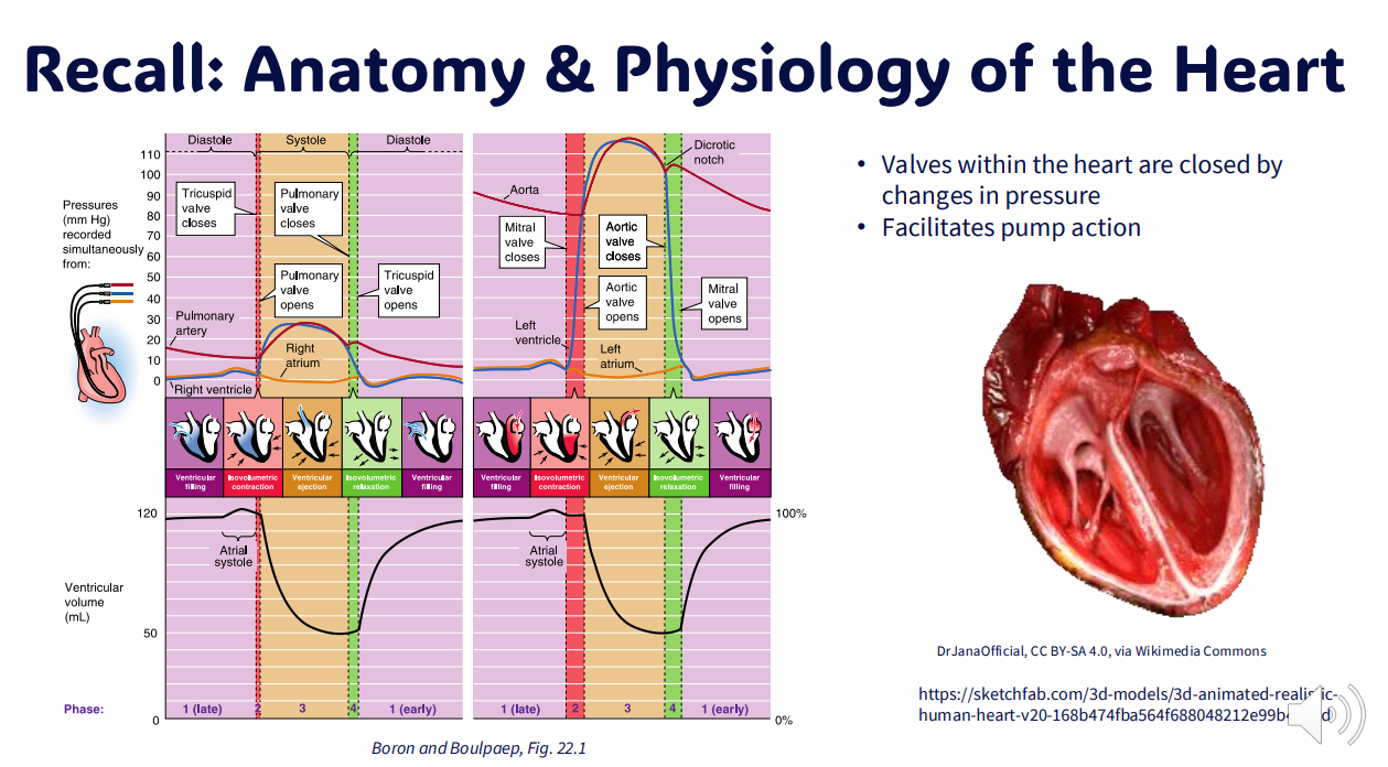 <p>Recall: Anatomy and Physiology Of the Heart 3</p>