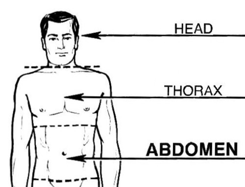 The thorax is a part of the anatomy of humans and other animals located between the neck and the abdomen (the chest). The thorax includes the thoracic cavity (contains organs including the heart and lungs) and the thoracic wall (ribs and intercostal muscles).