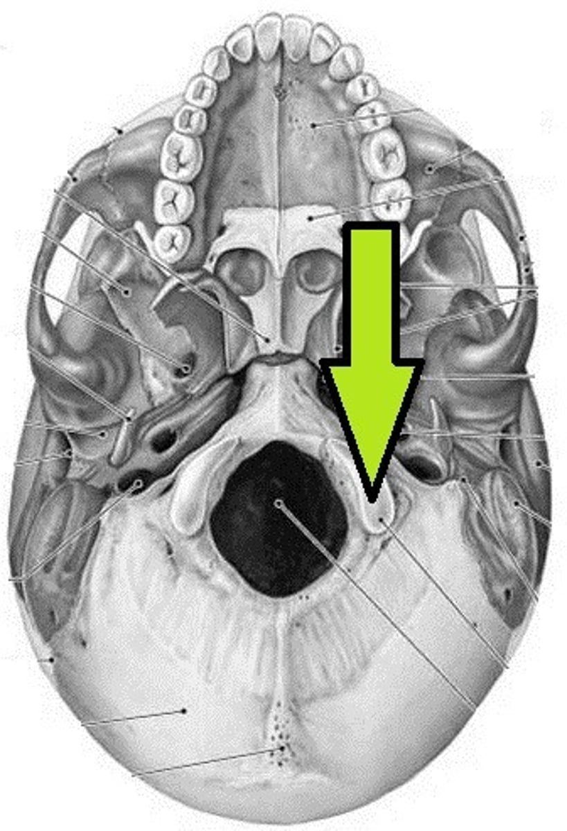 knowt flashcard image