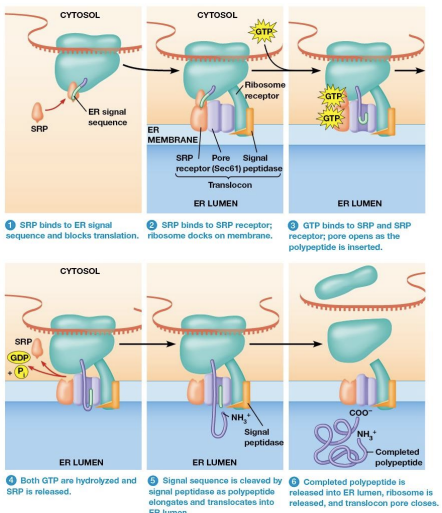 <ol><li><p>mRNA binds to a free ribosome. The polypeptide is synthesized until the E R signal sequence has been formed</p></li><li><p>SRP binds the ER signal sequence and blocks translation</p></li><li><p>The SRP binds the ribosome to a translocon in the ER membrane.</p></li></ol><p></p>