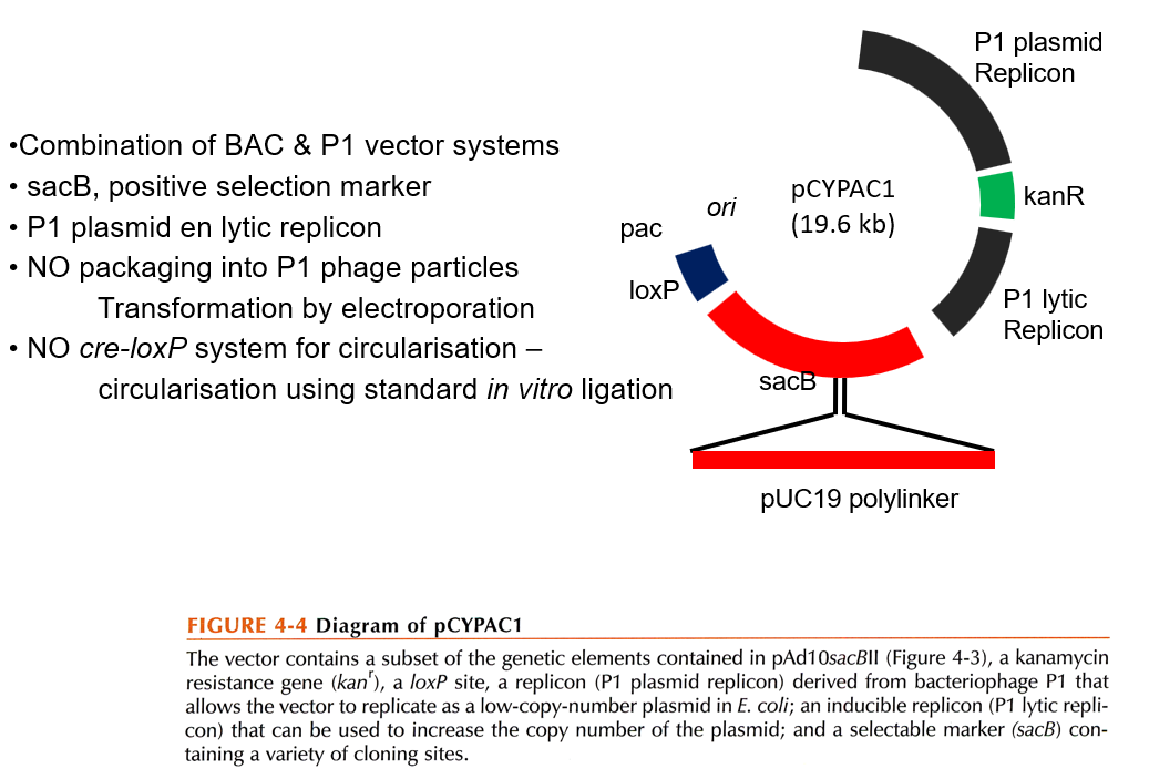 <ul><li><p>Combination of BAC and P1 vector system.</p></li><li><p>Contains the P1 plasmid replicon (low copy number) and the P1 lytic replicon (high copy number).</p></li><li><p>No packaging into P1 phage particles</p></li></ul><p></p>