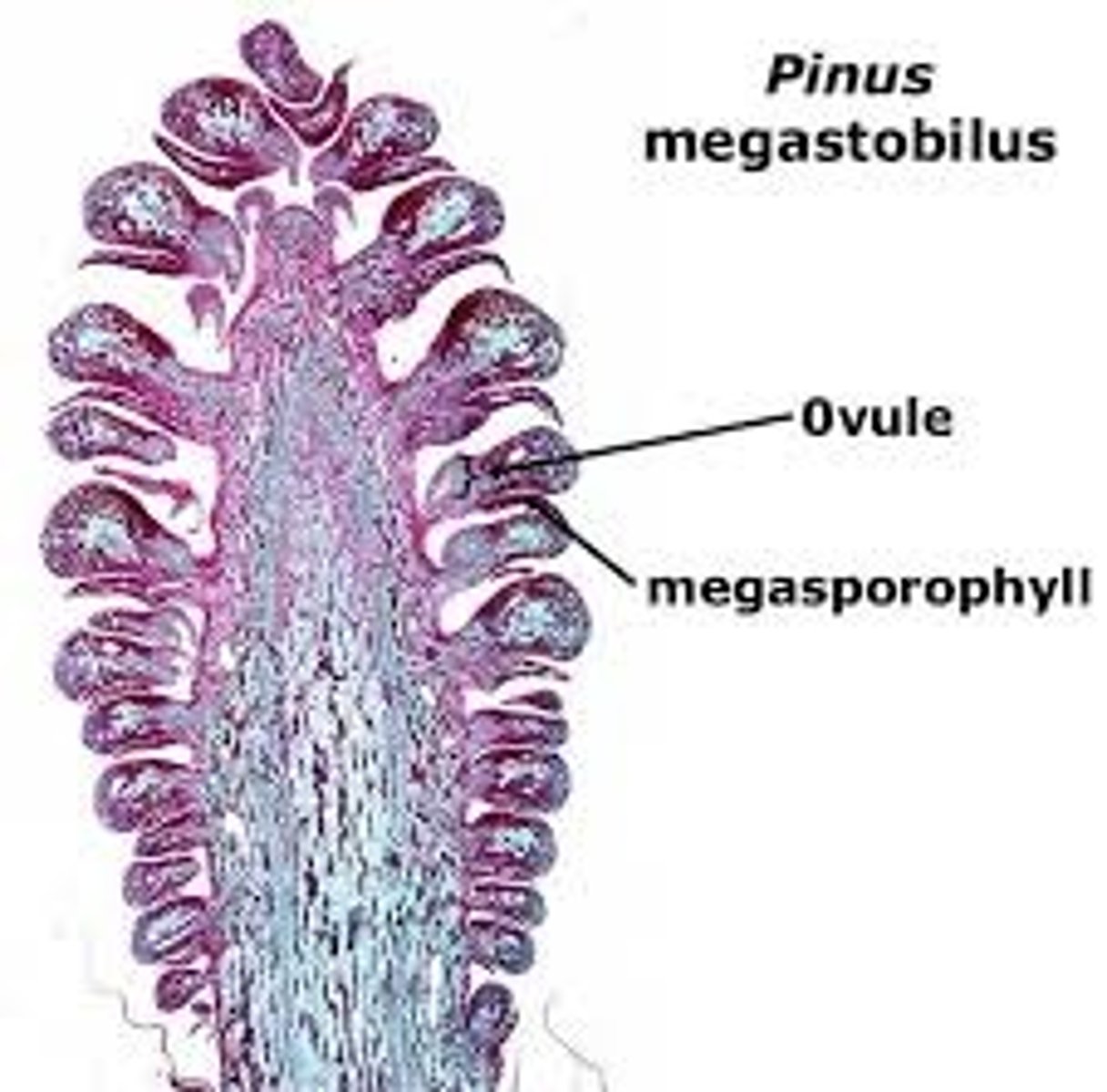 <p>Each ovuliferous scale contains 2 ovules (megasporangia and integuments) </p><p>Within the 2n megasporangium is a single meiosis to produce haploid megaspores megasporocyte , which divides by Rest of the cells make up nucellus (2n tissue) of the megasporangium Only one megaspore survives and develops into the megagametophyte (through mitosis)</p>