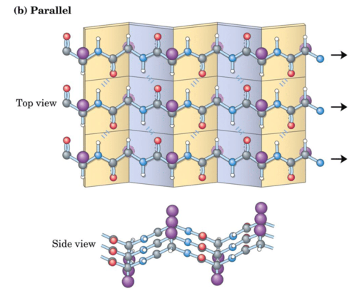 <p>- All strands run in same direction</p><p>- Notice that H-Bond alignment is slightly different</p>
