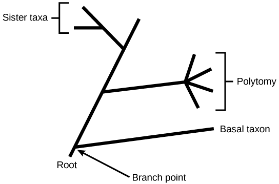 <ol><li><p>Line = lineage</p></li><li><p>Branching point = node that represents common ancestors</p></li><li><p>Root = the common ancestor</p></li></ol>