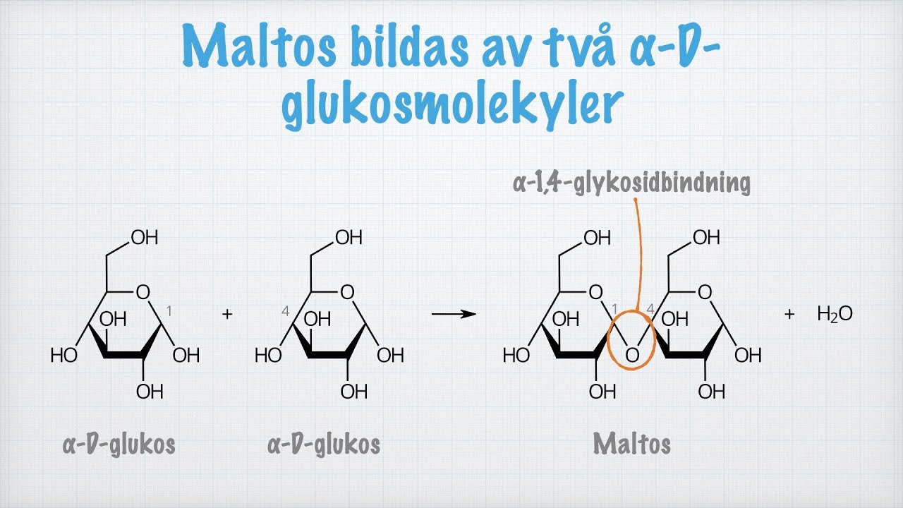 <p>+ H₂O</p><p>Kol 1 och 4 bilder till varandra med en α-1,4-glykosidbindning</p><p></p><p></p>