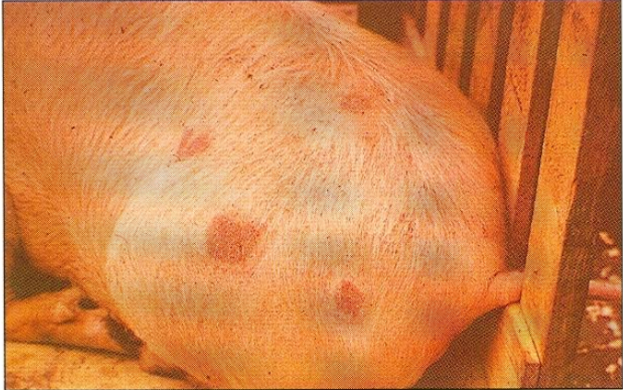 <ol><li><p>Lesion name</p></li><li><p>Etiology SN</p><ol><li><p>Form of Disease</p></li></ol></li></ol><p></p>