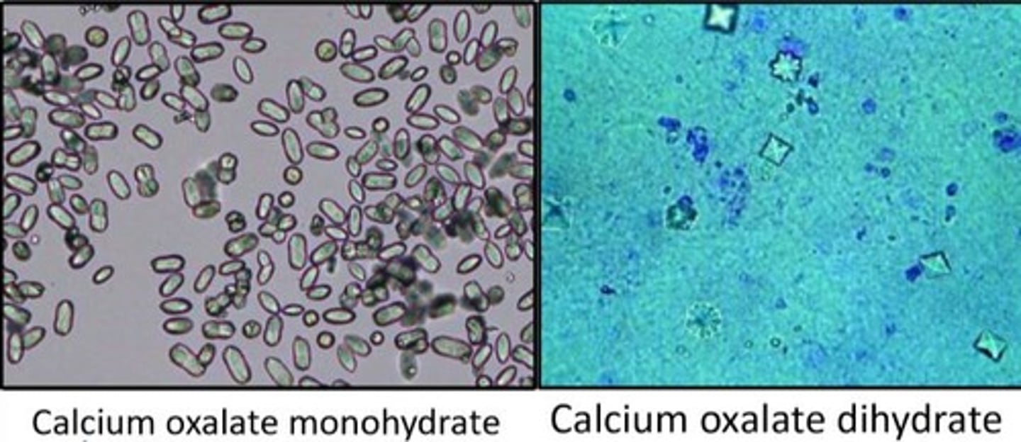 <p>Monohydrate - round/ovoid, refractile; polarizes light</p><p>Dihydrate - envelope with X; more common</p>