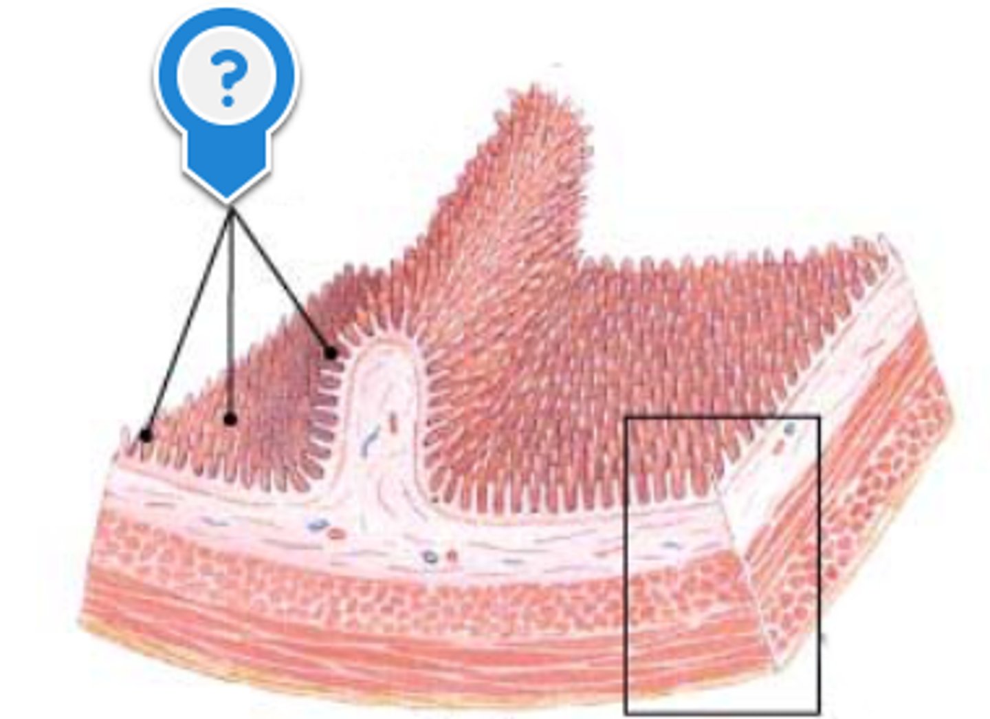 <p>- finger like projections that extend into the limen of the small intestine</p>