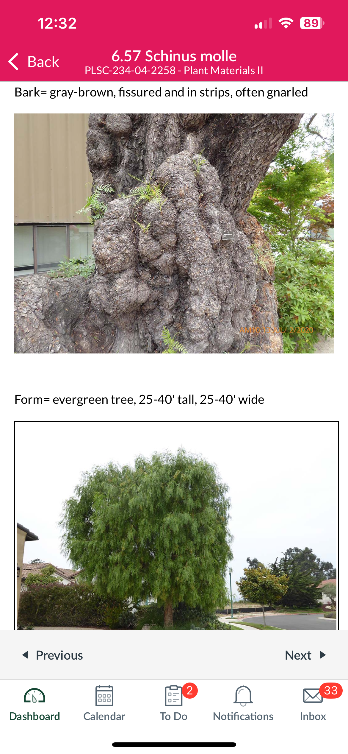 <p>California pepper tree</p>