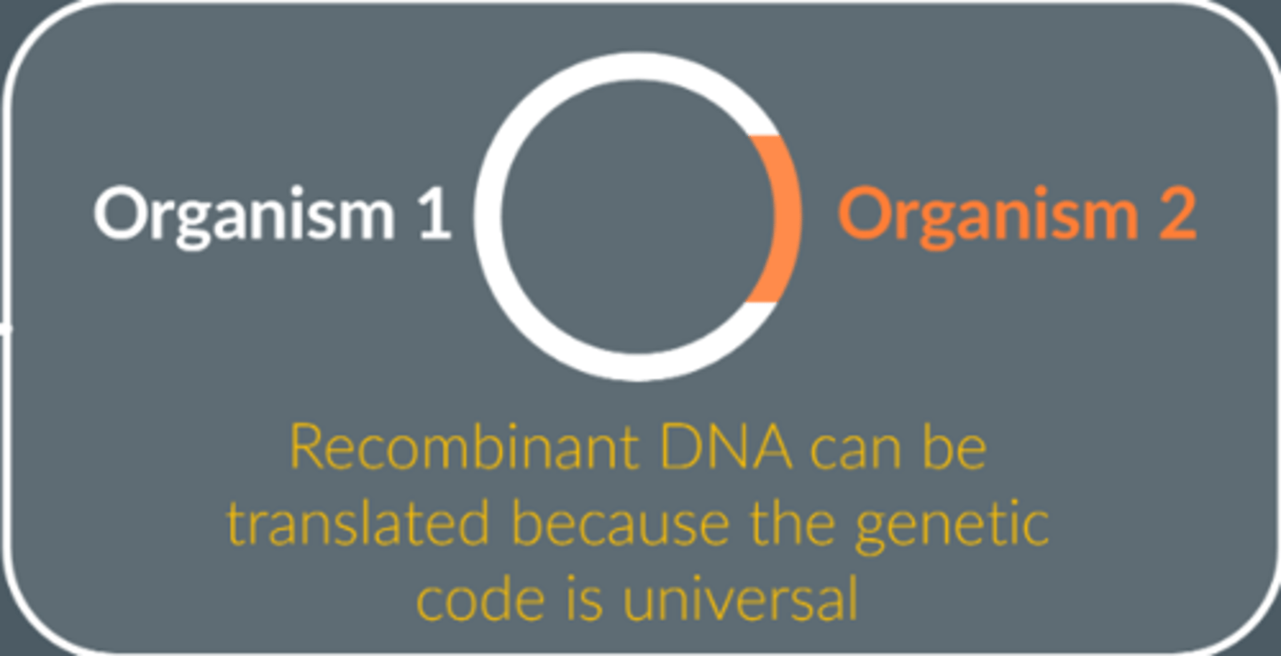 <p>The combined DNA of 2 or more organisms</p>