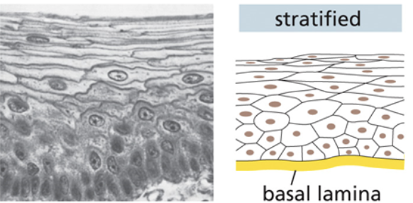<ul><li><p>Individual cells are a random size and shape</p></li><li><p><span style="background-color: transparent;"><span>Cells form flat, long, and thick layers that pile atop each other</span></span></p></li></ul><p></p>