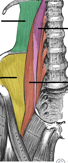 <p>What are the muscles shown here, their origin, insertion, action, and inervation </p>