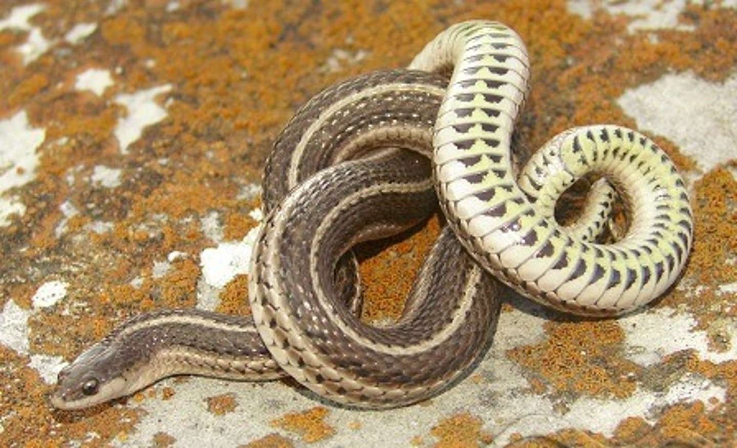<p>- brown/grey with yellow stripes</p><p>- 2 rows of half-moon shapes on belly</p>