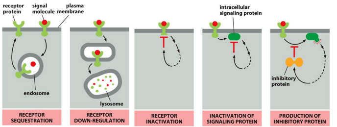<p>Signal Deactivation:</p><p>Down-Regulation:</p><ul><li><p>2 Mechanisms:</p><ol><li><p>___-___ ___ that reduce the receptor number</p></li><li><p>___ that alters receptors to lower affinity or prevent changes in cellular function</p></li></ol></li></ul><p></p>