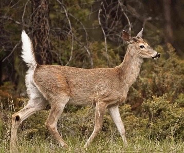 <p>Genus,species,habitat?</p>