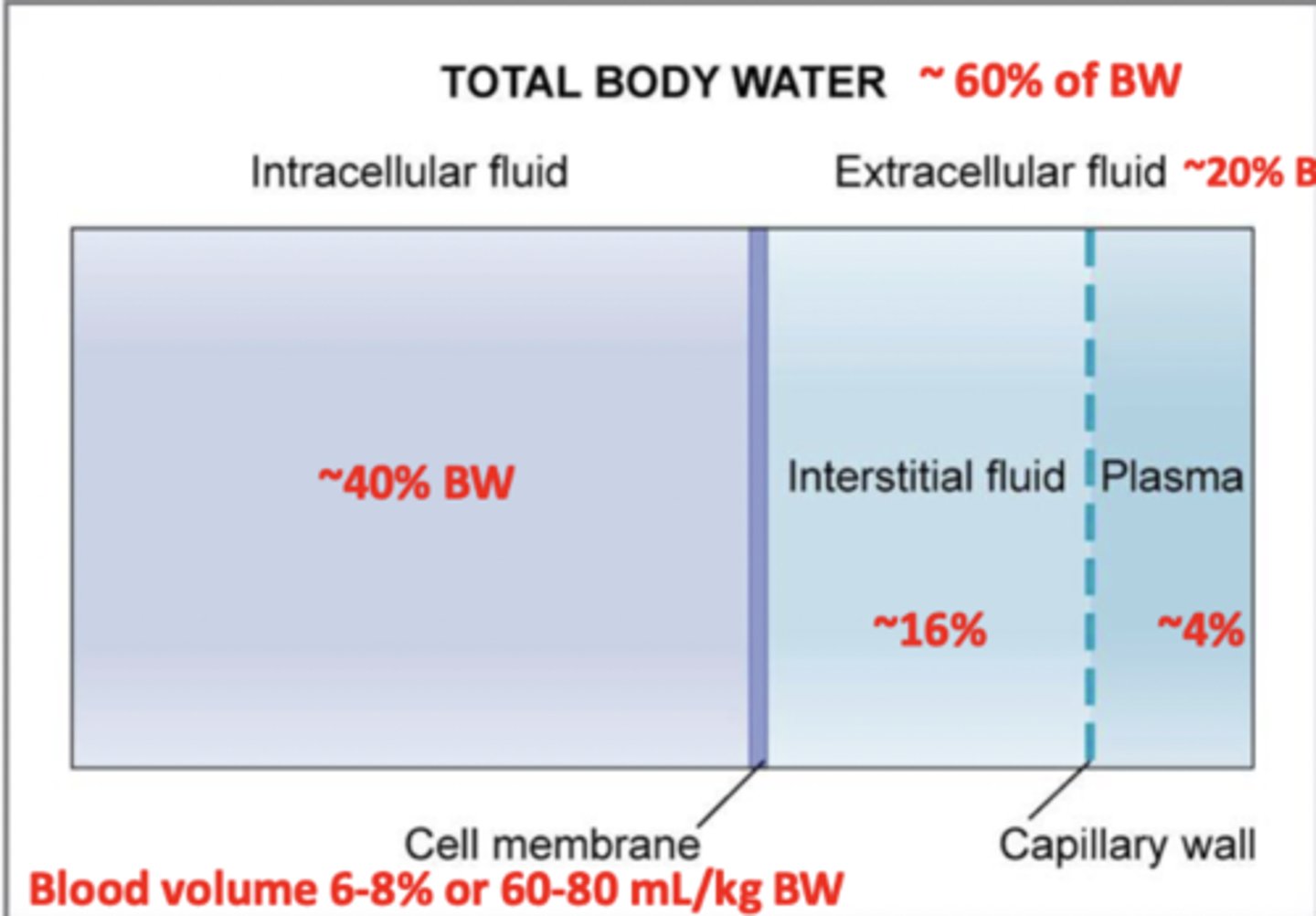<p>total body water</p>