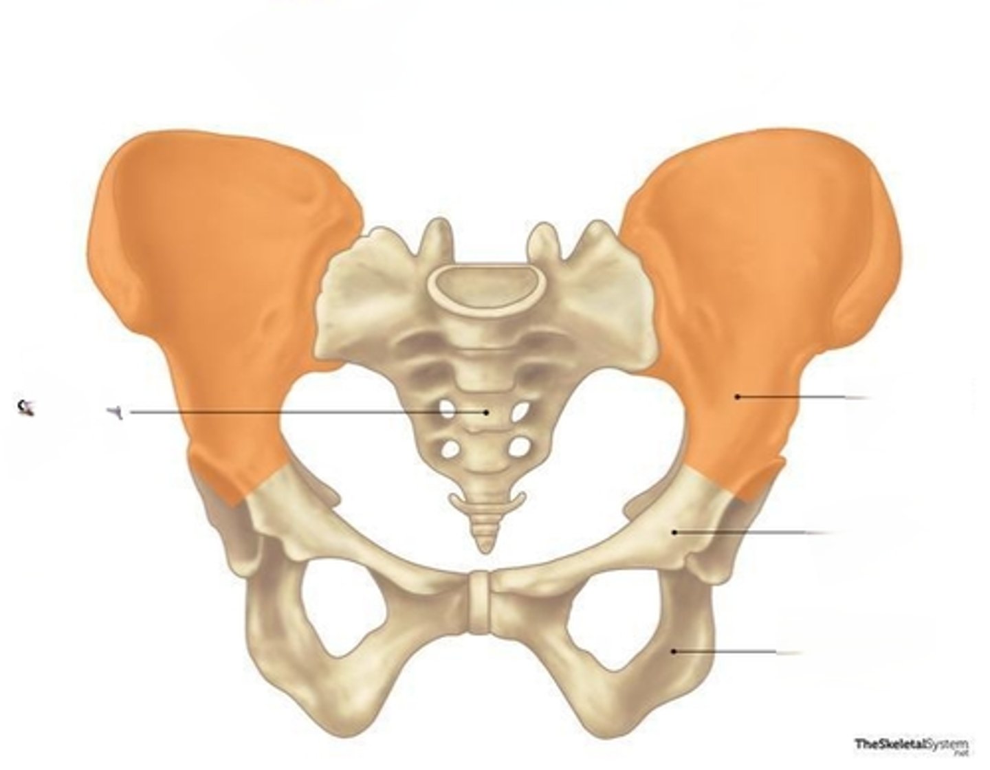 <p>the upper, wing-shaped portion of the hip bone</p>