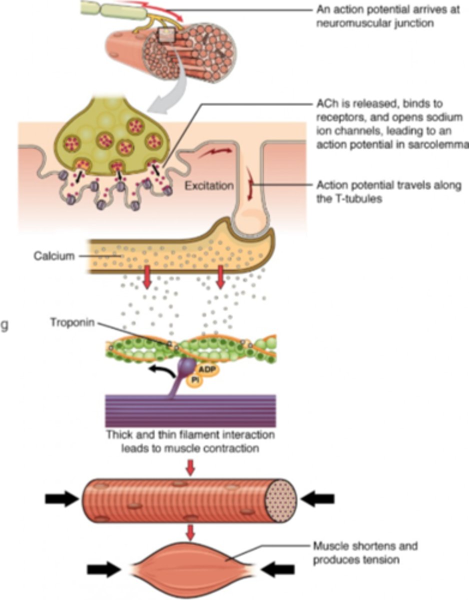 <p>1. Muscle at rest</p><p>2. Arrival of action potential triggers release of acetylcholine at the neuromuscular junction</p><p>3. Action potential travels along the sarcolemma membrane and down T-tubules</p><p>4. Release of Ca²⁺ from the sarcoplasmic reticulum</p><p>5. Ca²⁺ binds to troponin, causing tropomyosin to move away from myosin binding sites on actin</p><p>6. Myosin heads bind to actin, forming a crossbridge</p><p>7. Myosin head flexes, moving the actin filament inwards and shortening the sarcomere</p><p>8. ATP attaches to the myosin heads, breaking the crossbridge</p><p>9. Steps 6-8 repeat in a cross-bridge cycle</p><p>10. Contractions end when Ca²⁺ is pumped back into the sarcoplasmic reticulum</p>