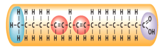 <p>Which of the following describes the fatty acid depicted in this \n diagram?</p><p></p><p>saturated</p><p>trans fat</p><p>monosaturated</p><p>polyunsaturated</p>