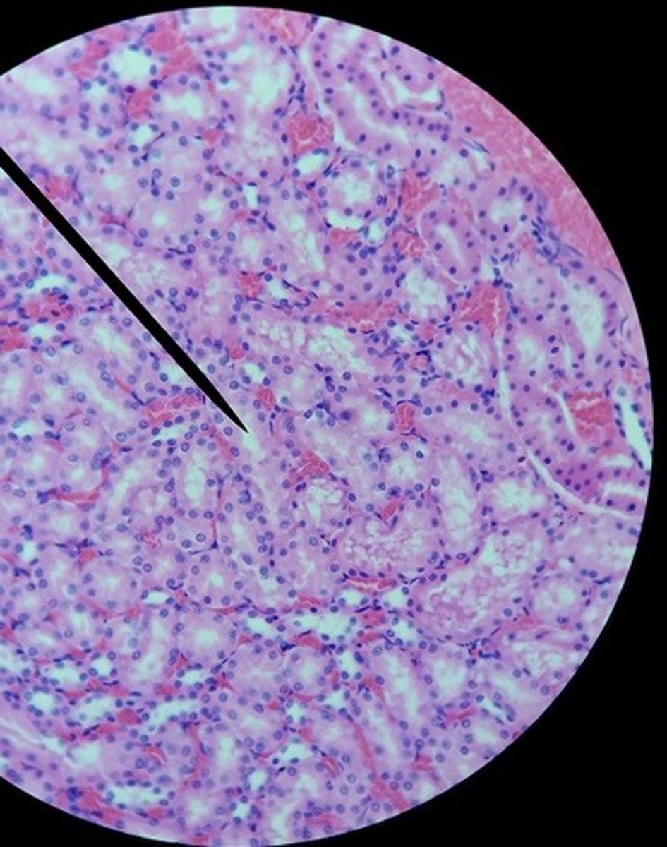<p>Identify the tissue.</p>