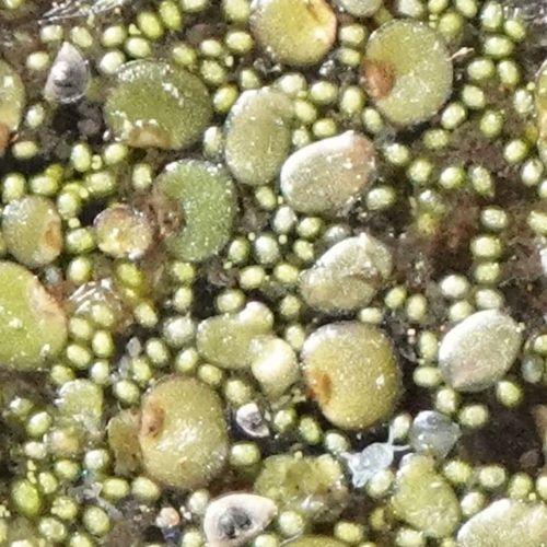 <p>very small, almost microscopic. like still or slow-flowing waters, vegetative reproduction by budding</p>